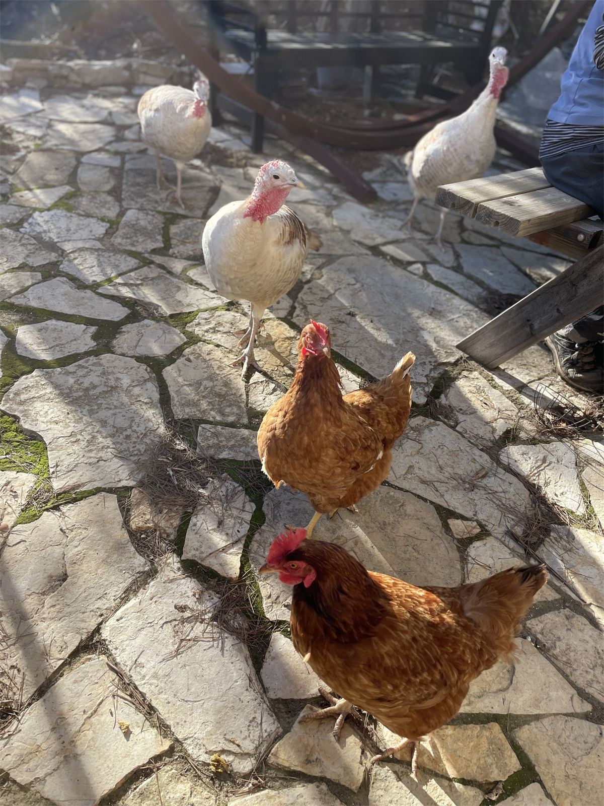 De boerderij