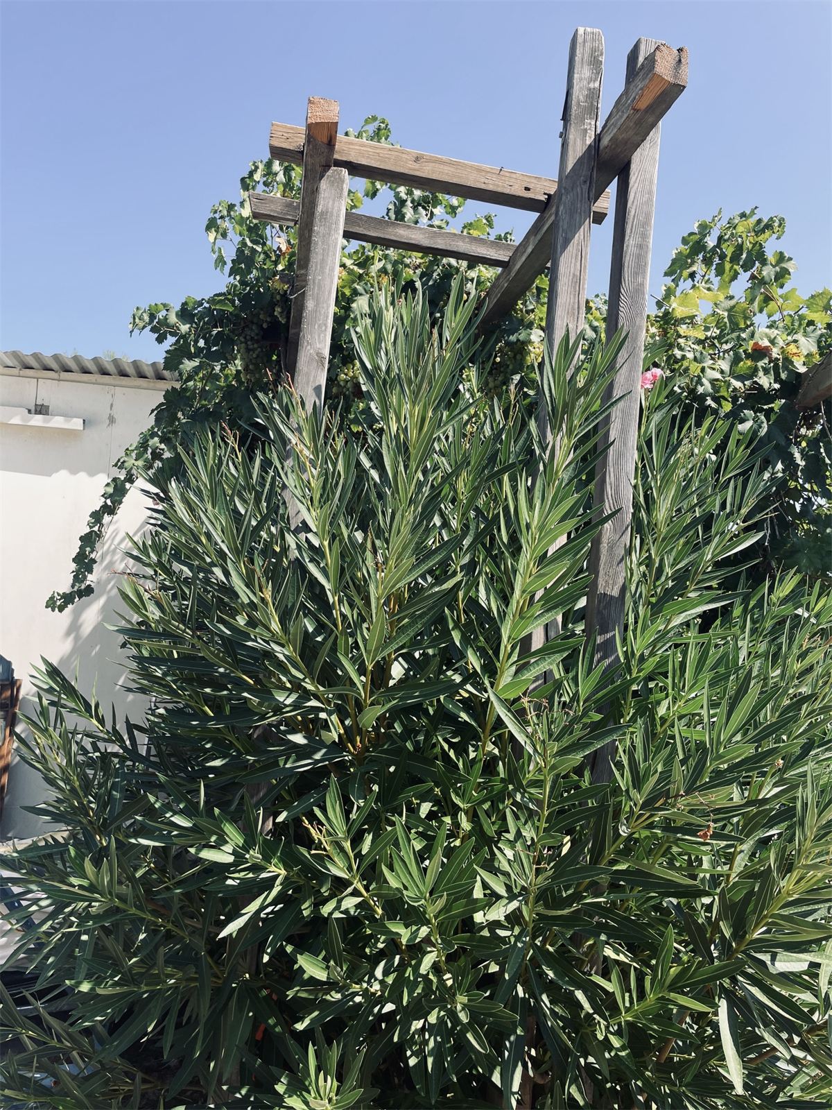 De tuin