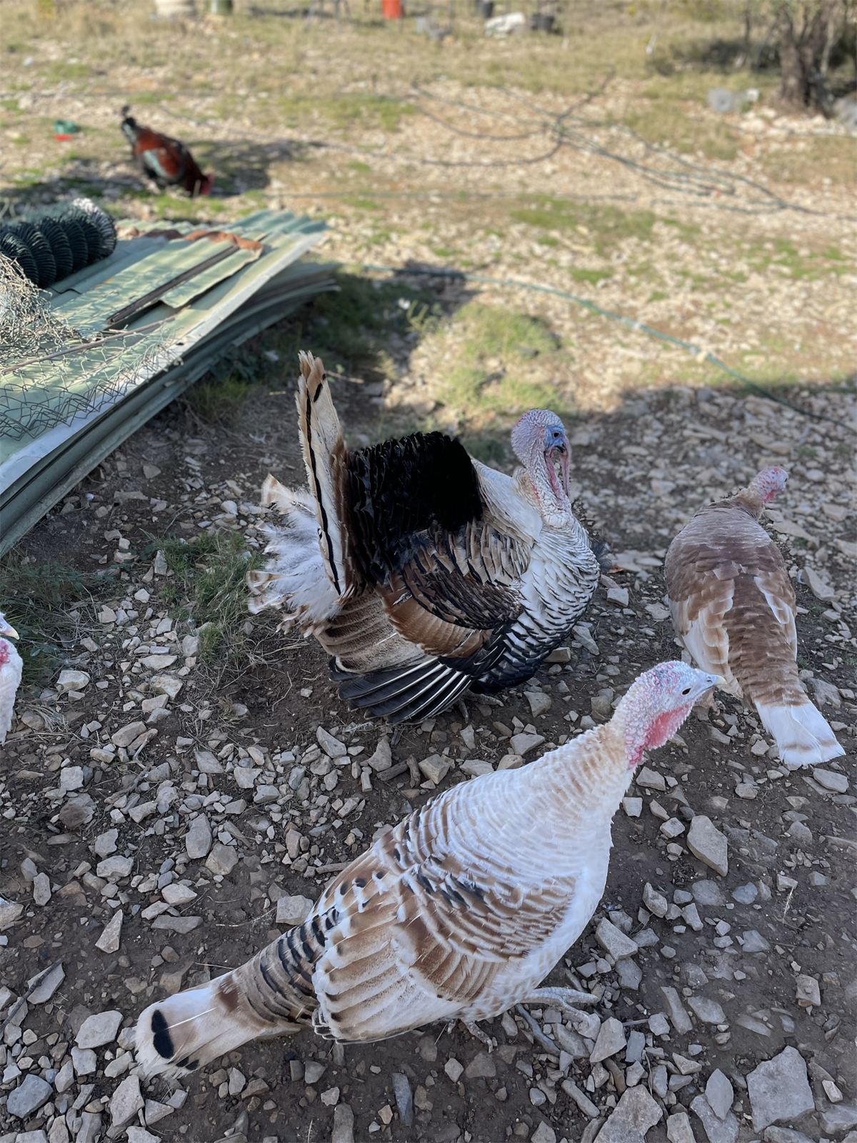 De boerderij