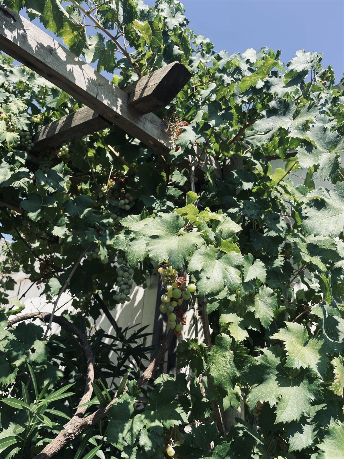 De tuin