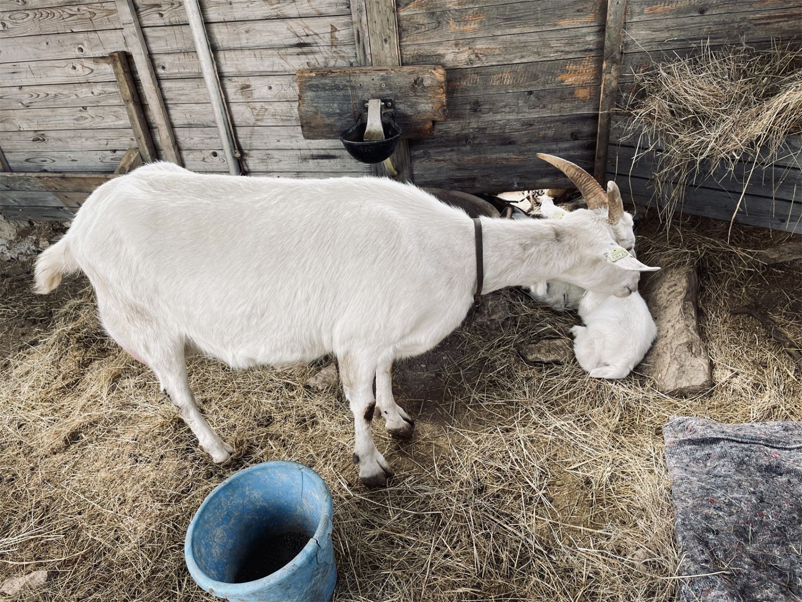 De boerderij