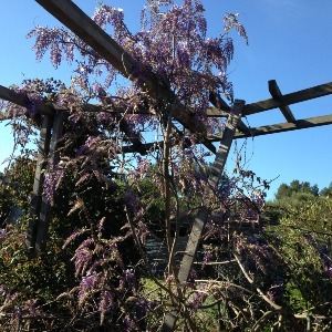 Bloemen bij de pergola