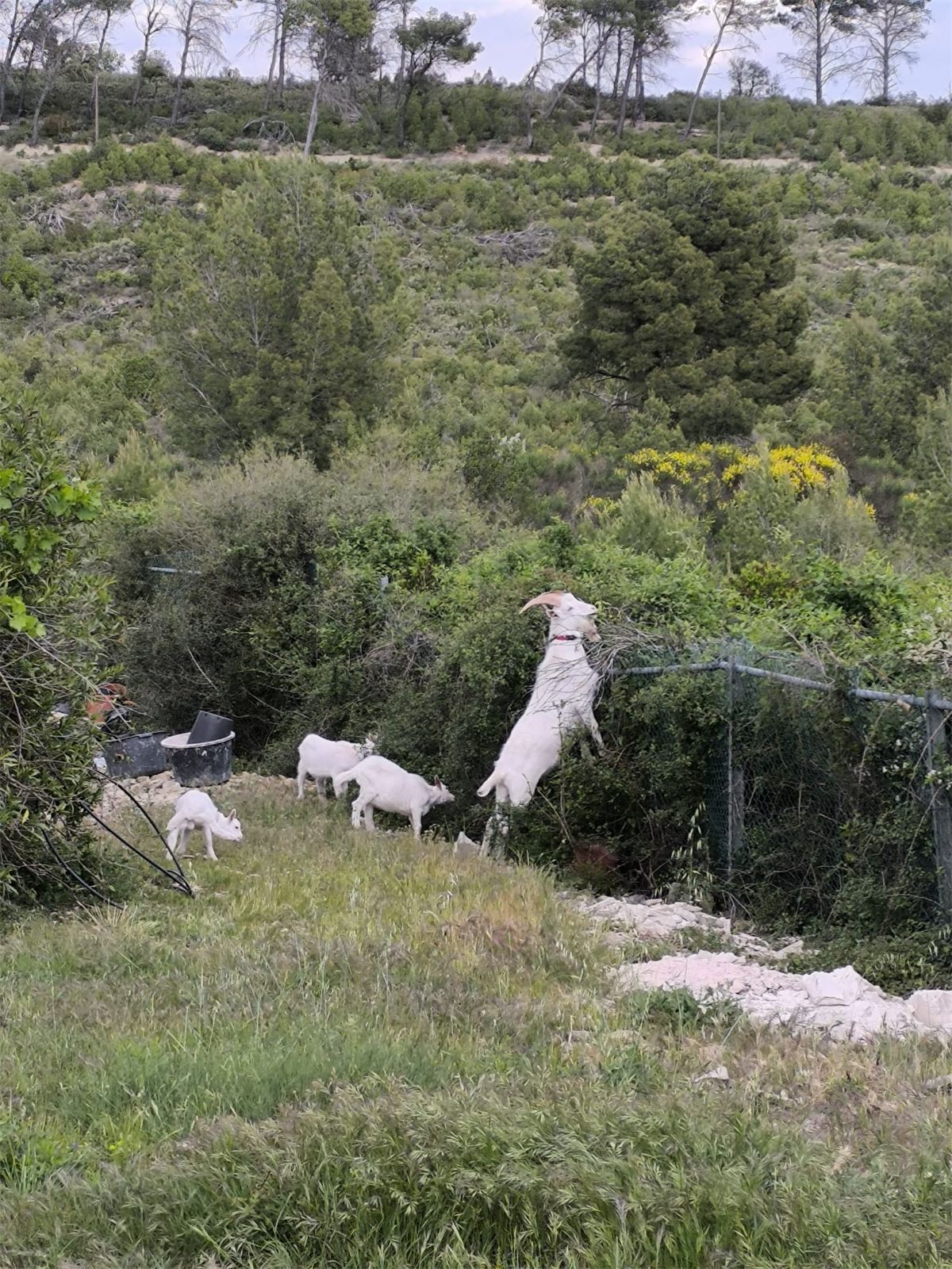Geiten op de farm van Wilna in Zuid-Frankrijk